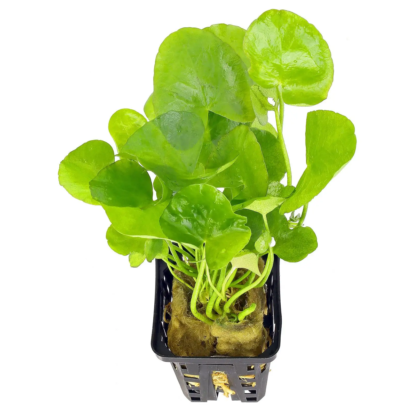 Nymphoides hydrophylla 'Taiwan'